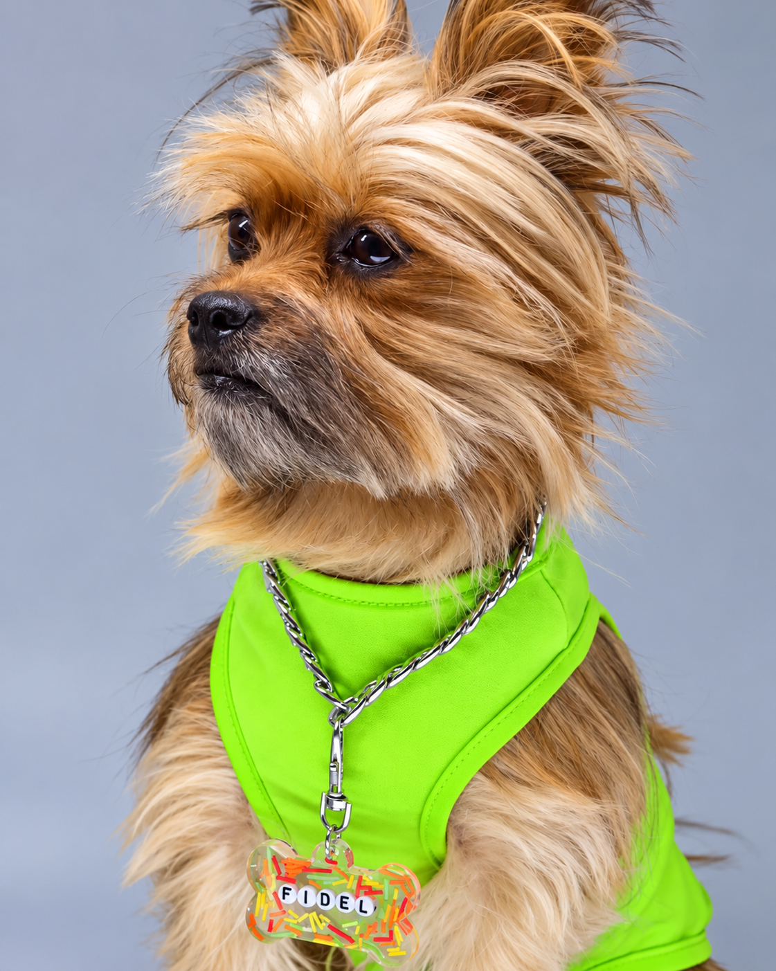 Fidelma Pet Products